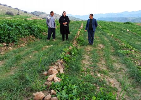 رونق کهگیلویه با طلای سرخ/ حمایت دستگاه ها از تولید ضروری است+فیلم