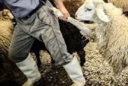 دستگیری باند سارقان احشام در کهگیلویه/ کشف گوسفندان سرقتی