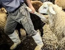 دستگیری باند سارقان احشام در کهگیلویه/ کشف گوسفندان سرقتی